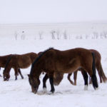 Кушумские лошади ТОО TS-AGRO на зимней тебеневке